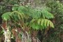 Fern understory