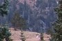 Tree 016?