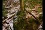 Tree on Rock