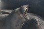 Big yawn