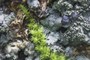 Lichen on _Acacia koa_ default