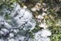 Leading edge/Symbiosis