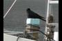 A crow