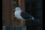 Seagull