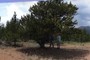 Tree 011