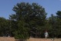 Tree 006