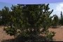 Tree 010 (orientation)