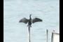 Cormorant drying its wings