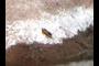 Happy Bug