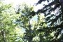 Tree #048