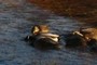 Waddle waddle quack quack...