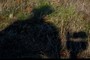 Shadow of the Auteur and Gigapan