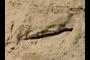 sandy paleochannel base