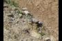 reworked river gravel in fan deposit