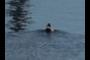 Mallard 