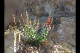 Penstemon
