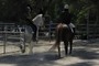 Horse Plus