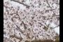 Blossoms!