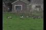 Goose