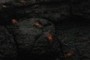 Crabs