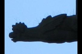 Fakir Gargoyle