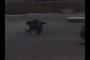 gigapaner