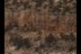 Shrubs, Trees and Rocks