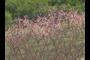 Almond Trees in Bloom 2