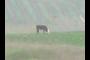 Grazing Cow