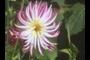 Dahlia 'Janjoh'