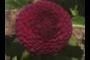 Dahlia 'Crossfield Ebony'