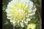 Dahlia 'Parakeet'