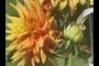 Dahlia 'Freedom Fighter'