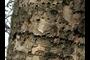 sapsucker holes