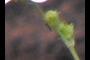 caterpillar