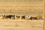 cows