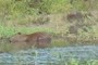 capivara