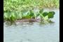 Aligator?