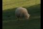 BAAAAAAAAAAA!
