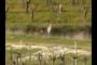 Egret