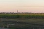 Sugar cane