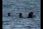 Swimmers