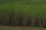 Sugar cane