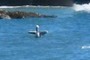 Pelican