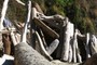Driftwood monument