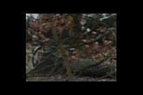 58546-210x140