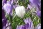 White crocus
