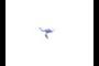 Flying Kangaroo