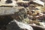 Barnacles 
