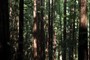 Feeling a bit guilty about my redwood deck at this moment...